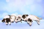 Border Collie Puppies