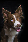 Border Collie Portrait