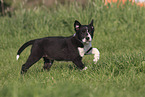 Border Collie Puppy