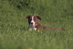 Border Collie Puppy