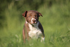 Border Collie Puppy