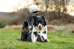 Border Collies