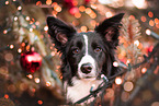 female Border Collie