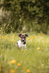 Border Collie Puppy