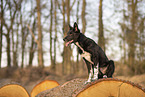 Border Collie