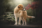 Border Collie Puppy