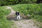 Border Collie