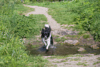 Border Collie