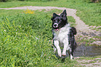 Border Collie