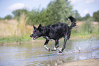 Border Collie