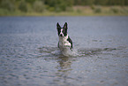 Border Collie