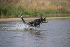 Border Collie