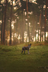 Border Collie