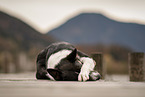 Border Collie