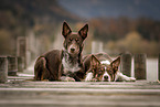 Border Collies