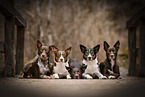 Border Collies