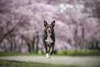 Border Collie