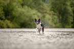 Border Collie