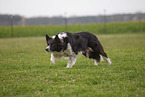 Border Collie