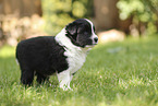 Border Collie puppy