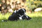 Border Collie puppy