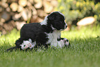 Border Collie puppy