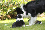 Border Collie puppy