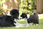 Border Collie puppy