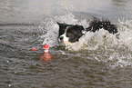 black-white Border Collie