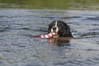 black-white Border Collie