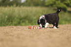 Border Collie puppy