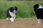 Border Collie puppy