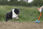 Border Collie puppy