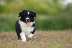 Border Collie puppy