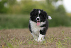 Border Collie puppy