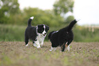 Border Collie puppy