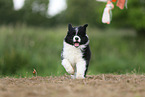 Border Collie puppy