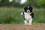 Border Collie puppy