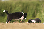 Border Collie puppy