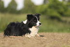 black-white Border Collie