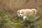 Border Collie puppy