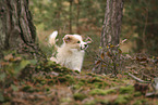 Border Collie puppy