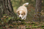 Border Collie puppy