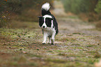 black-white Border Collie