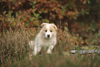 Border Collie puppy