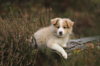 Border Collie puppy