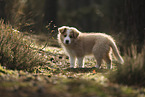 Border Collie puppy