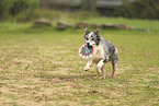 blue-merle Border Collie