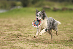 blue-merle Border Collie