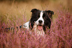 black-white Border Collie